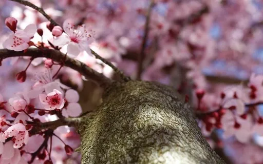 Ancestral Peace Tree