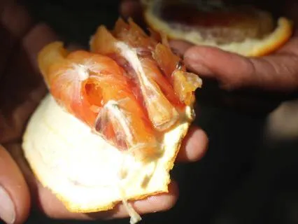 Ancestral Remembrance