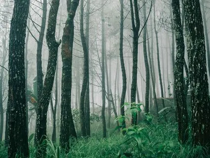 Ancestral Rhythms - Shadows Unveiled