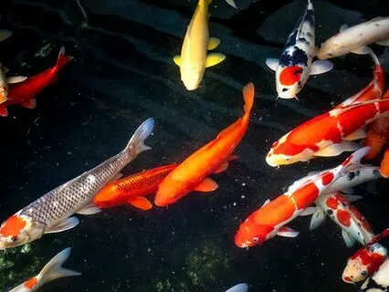 Ancestral Sound Healing Medicine | Calling The Old Ones II/V