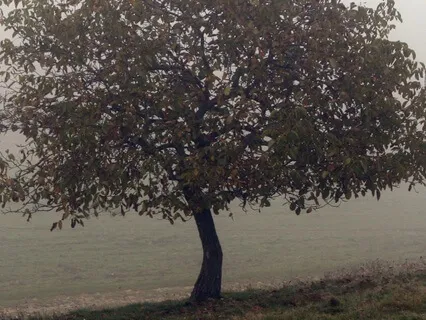 Ancestral Sound Journey