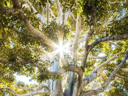 Ancestral Templates Multidimensional DNA Energy Activation