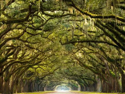 Ancestral Visit As You Walk Together