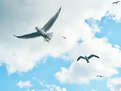 Anchored In Awareness: Mindfulness Meditation