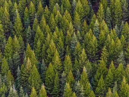 Anchoring Hearing Practice