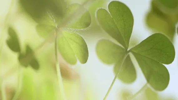 Anchoring In Happiness  - 5 Minute Daily Insight