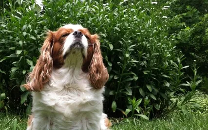 Anchoring In The Present Moment With 5-Senses