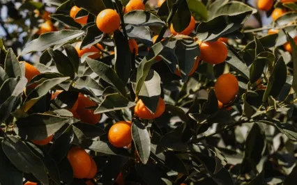 Anchoring In Your Manifestation