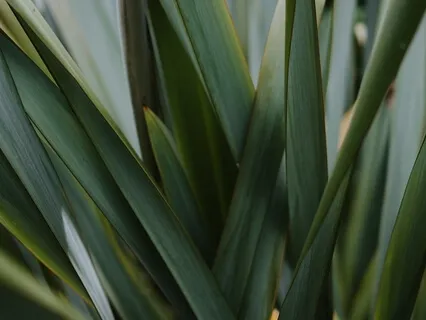 Anchoring Into Presence