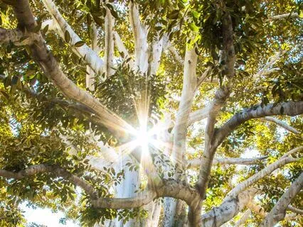 Anchoring Meditation – Finding Home Within