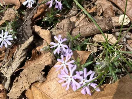 Anchoring Our Attention: Relief From Intrusive Thoughts