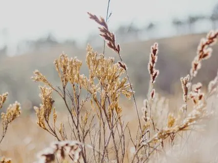 Anchoring Through Your Senses