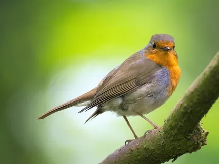 Anchoring With Sound