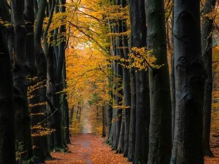 Ancient Autumn Forest: Let Go, Find Balance & Sleep