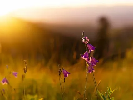 Ancient Chants Resurfaced