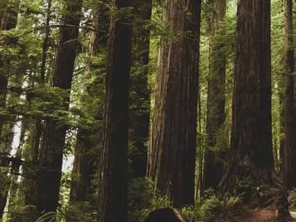 Ancient Forest Grounding Meditation