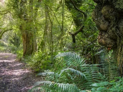 Ancient Forest Meditation For Relaxation And Grounding