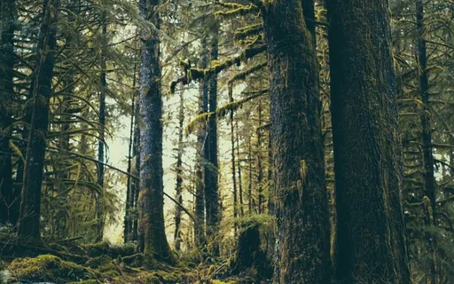 Ancient Forest Meditation | Guided Imagery & Visualization