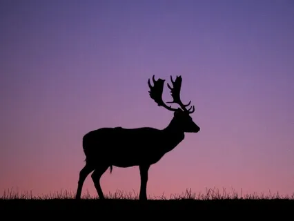 Ancient Goddess Magic: Elen Of The Ways