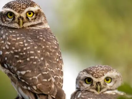 Ancient Greece Bedtime Story - The City Of Little Owls