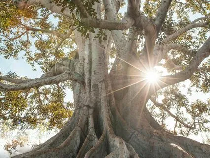 Ancient Harmony: Relieve Anxiety And Ground Yourself