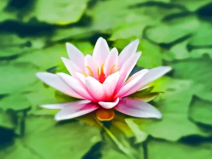 Ancient Heart & Mind - Meditative Music For Your Relaxation