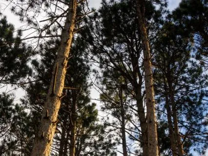 Ancient Pines