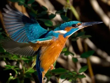 Ancient Rhythms, Flute, Waves And Violin