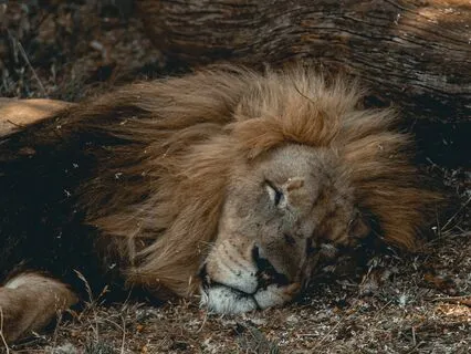 Mystical Dreamscape | Binaural: Delta Dream Frequencies