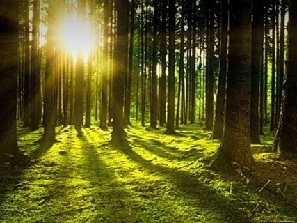 Ancient Sunlight