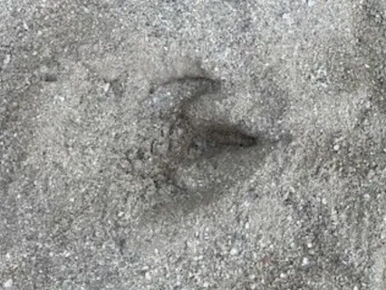 Ancient Tracks - Remnants Left Behind