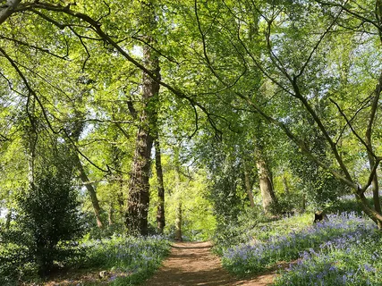Ancient Woodland Bird Song & Stream