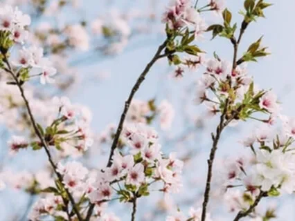 Ancient Yin Breathing Technique  