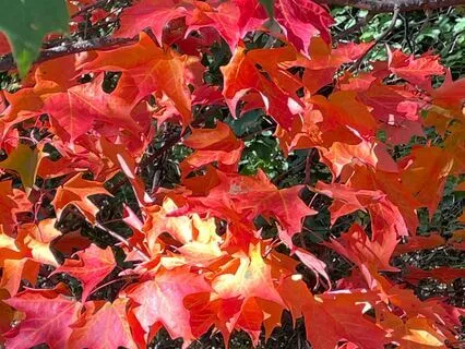 And The Raven Spoke To Me Of Hope