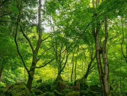 Andas in djupt, andas ut långt - en trädmeditation