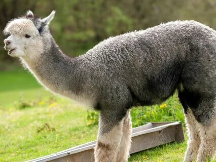 Andina, Inca Ancestral Cleansing Awaits