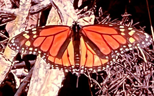 Andrea Smith On Maintaining Your Light 