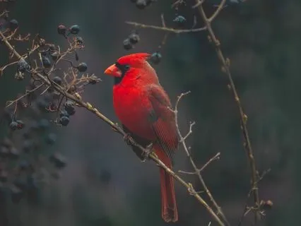 Angel Blessing Songs