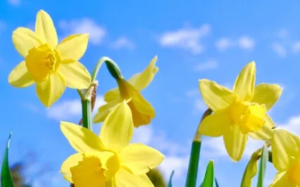 Angel Light To Lift Your Spirit