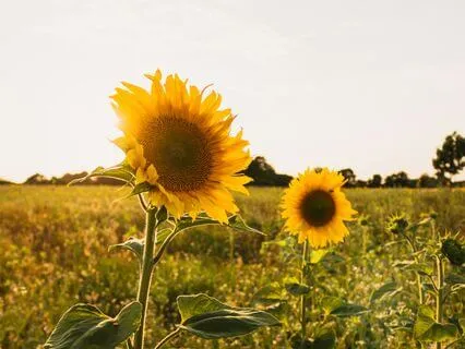 Angel Healing Prayer