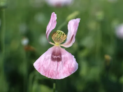 Flute, Orch. - Angel In My Dream | Engel Im Traum