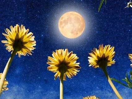 Angel Reiki Healing Meditation - Full Moon - June Release