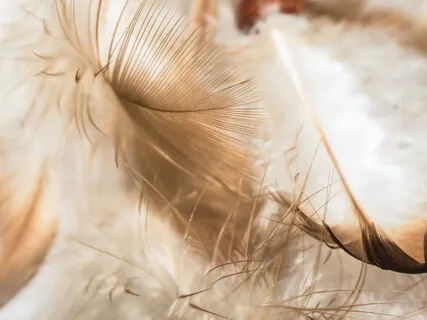 Angel Reiki Meditation