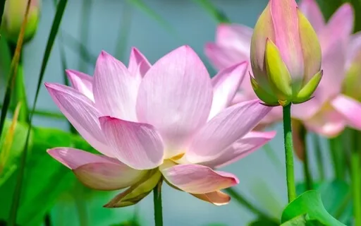 Angelic Harmony Therapy With Archangel Jophiel 