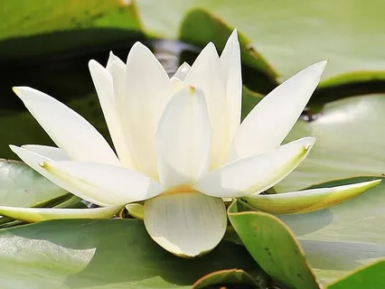 Angelic Healing For Therapy Spa Sleep Studying & Zen