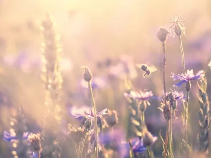 Angelic Healing Meditation