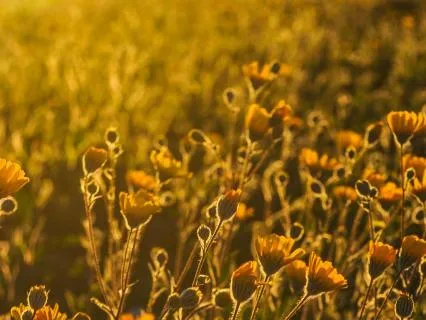 Angelic Healing Morning Music For Positive Energy