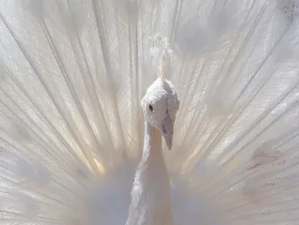 Angelic Sleep Protection: Safe In The Arms Of Angels