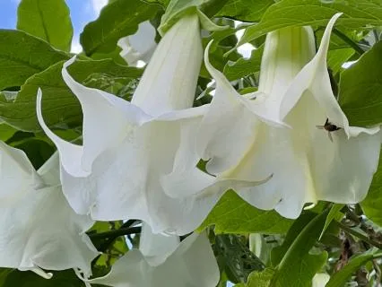 Angels Are A True Blessings