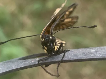 AngelVisionSoulNight